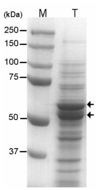 Ijms 13 00358f2 200