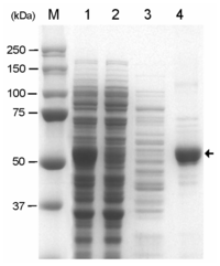 Ijms 13 00358f4 200