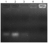 Ijms 13 00516f4 200
