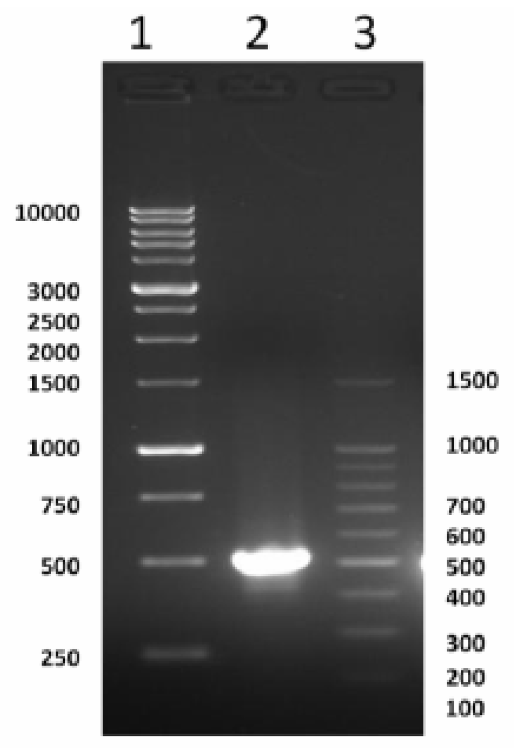 Ijms 13 00879f1 1024