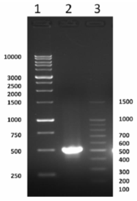 Ijms 13 00879f1 200