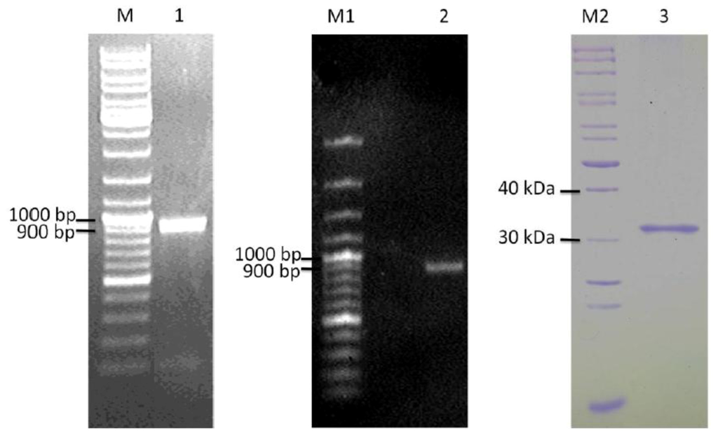 Ijms 13 00901f5 1024