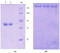 Ijms 13 00943f6 200