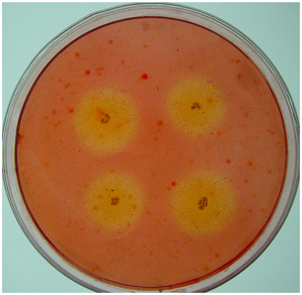 IJMS Free FullText Isolation and Identification of Cellulolytic