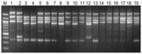 Ijms 13 02951f2 200