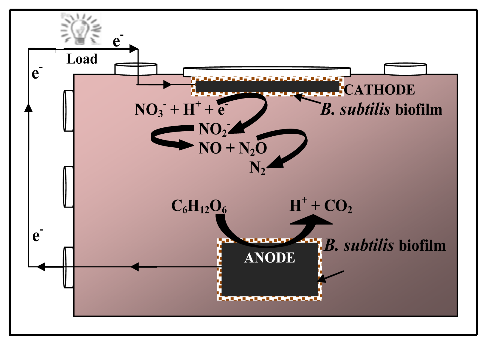 Cathodic and anodic biofilms in single chamber microbial fuel cells