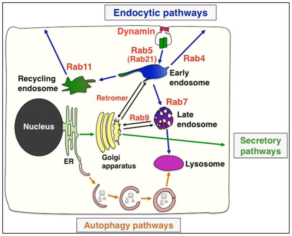Cell Adhesion and Its Endocytic Regulation in ... Biology Diagrams