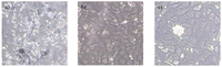 Ijms 13 05098f1 200