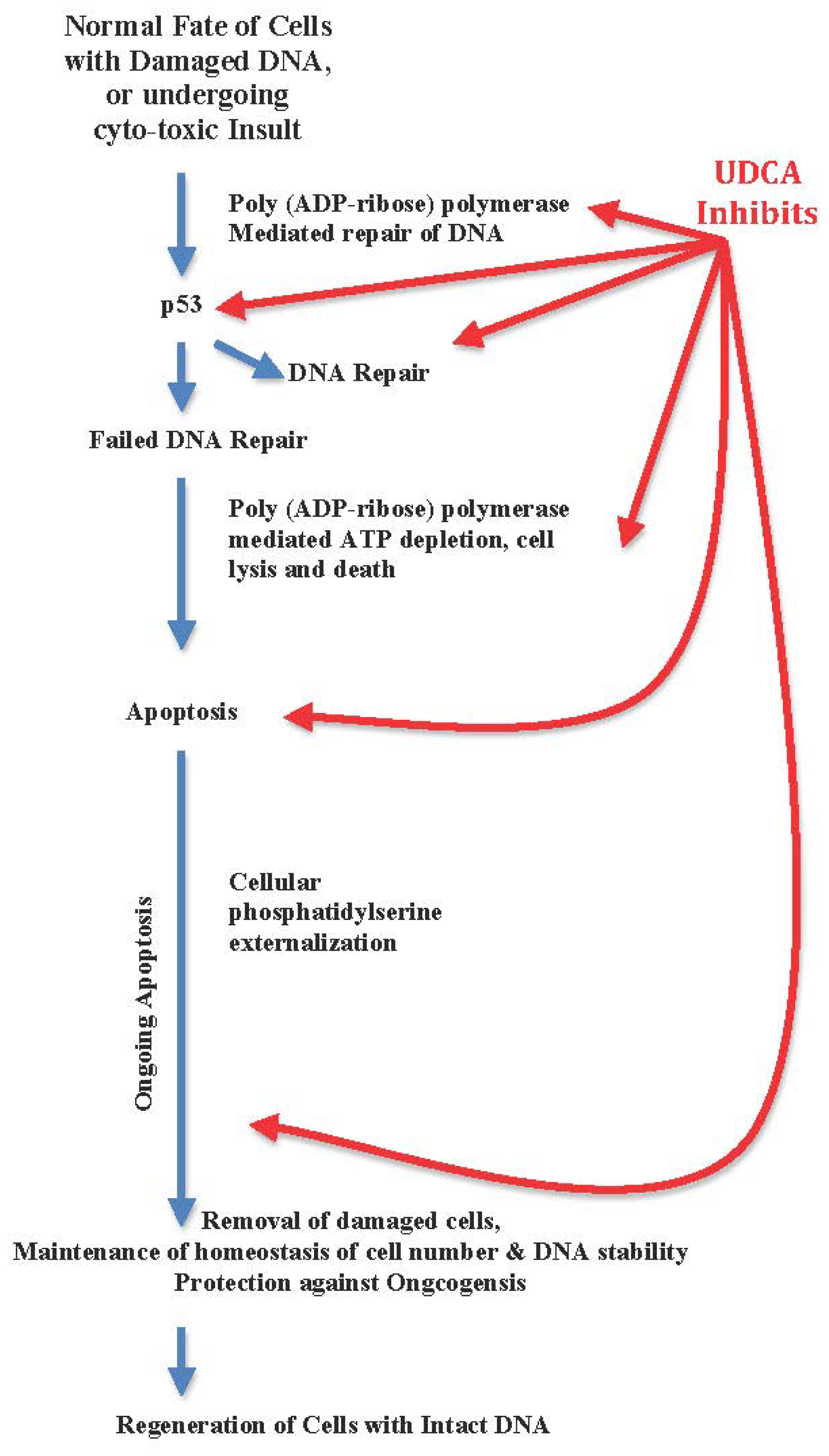 What Class Of Drug Is Ursodeoxycholic Acid