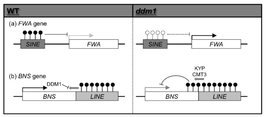 Ijms 13 09900f1 1024