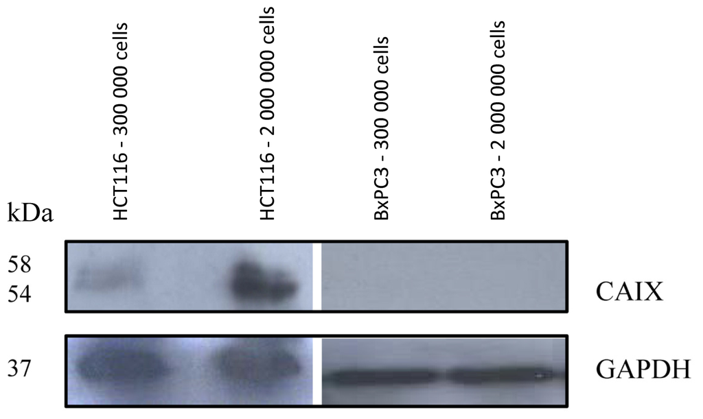 Ijms 13 13030f1 1024