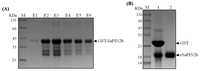 Ijms 13 15162f2 200