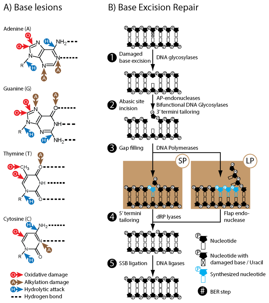 Nucleotide Excision Repair Short Patch