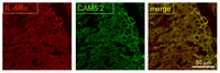 Ijms 14 00515f4 200