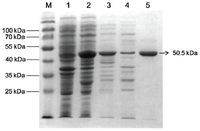 Ijms 14 00871f4 200