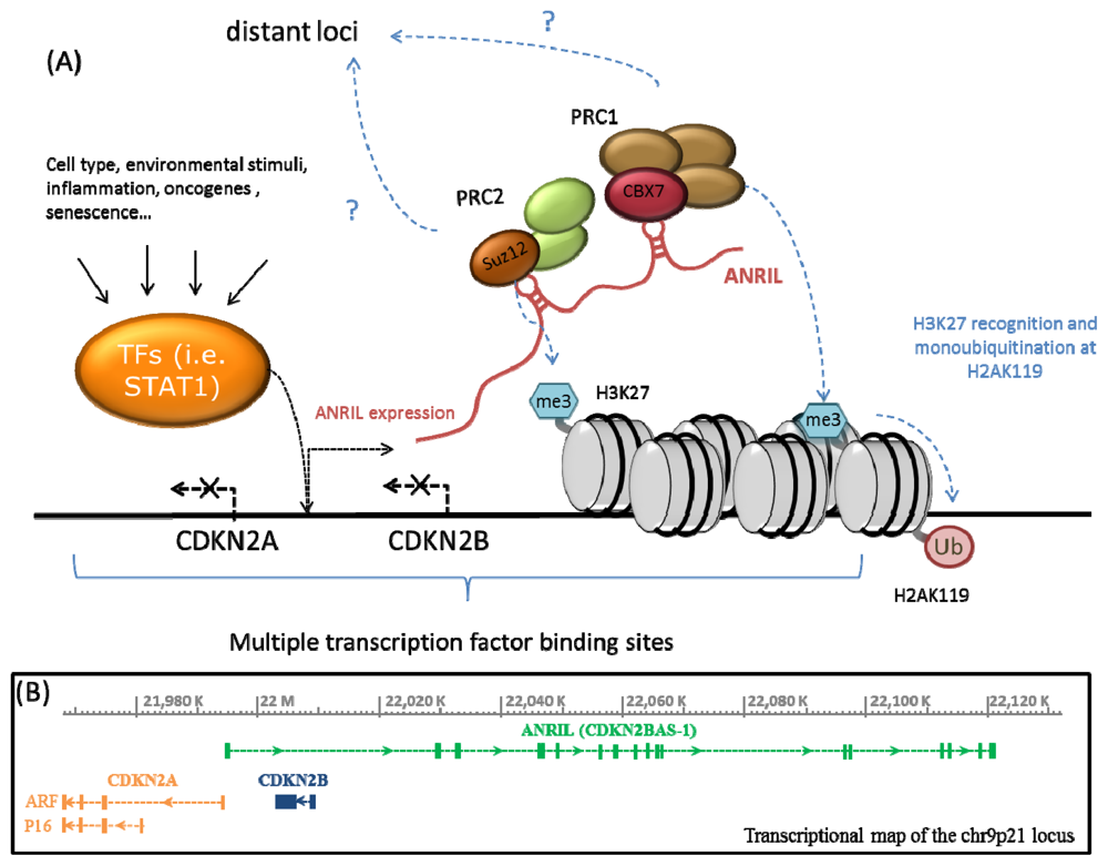 ijms free full text molecular