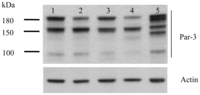 Ijms 14 01684f1 200