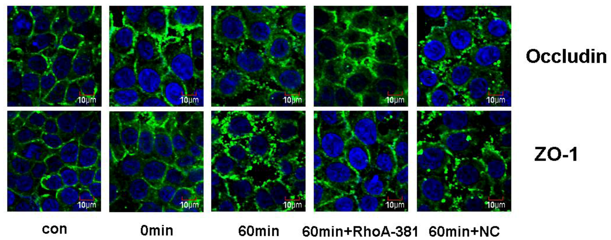 Ijms 14 03946 g007