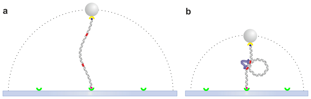 Ijms 14 03961f2 1024