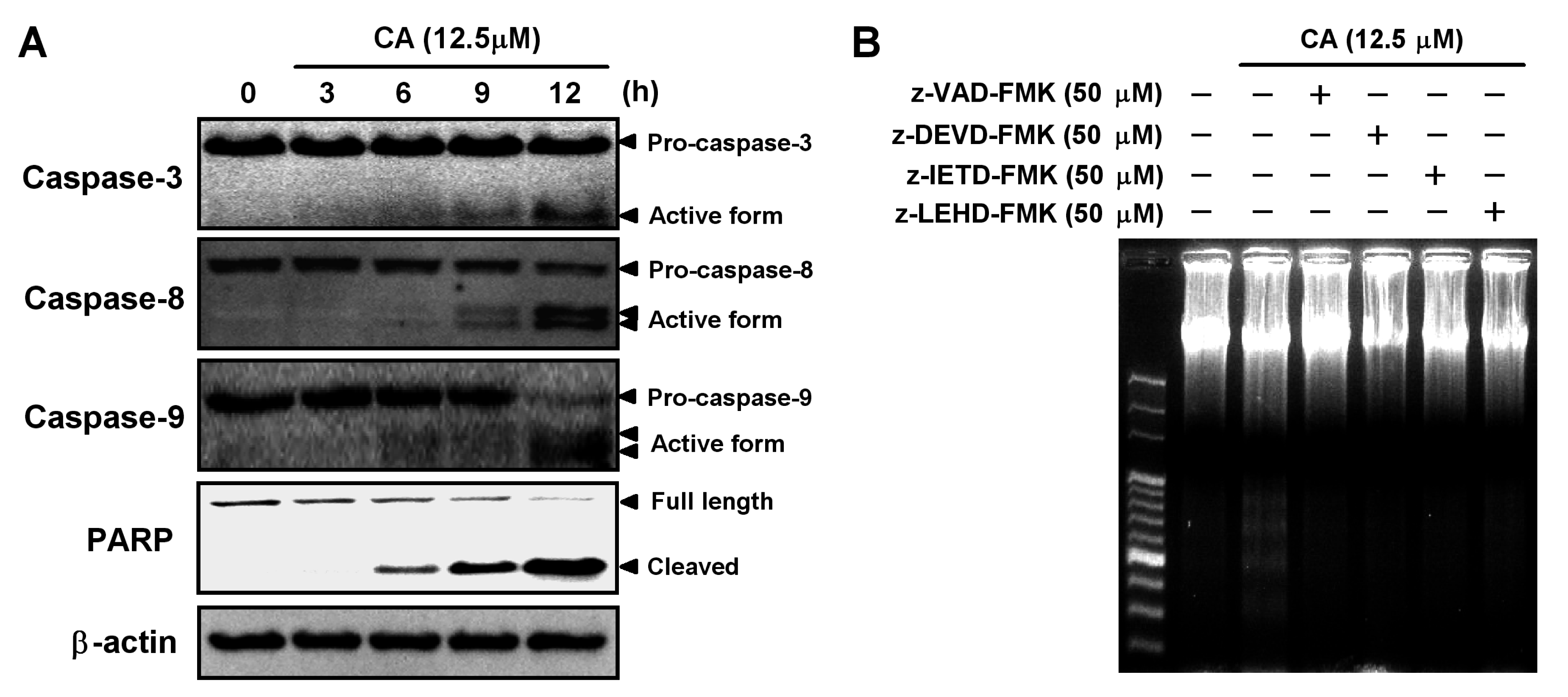 Ijms 14 04106 g005