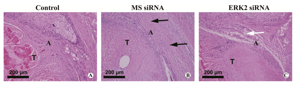 Ijms 14 04361f5 1024