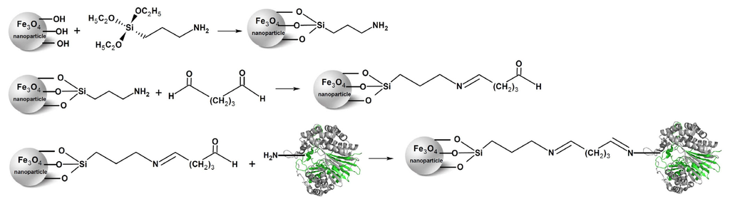 immobilization of amylase on magnetic nanoparticles essay Enzyme immobilizationpdf - download as pdf file immobilized an amylase onto a novel deshydrogenase on magnetic nanoparticles. immobilization of amylase on magnetic nanoparticles essay Enzyme immobilizationpdf - download as pdf file immobilized an amylase onto a novel deshydrogenase on magnetic nanoparticles.