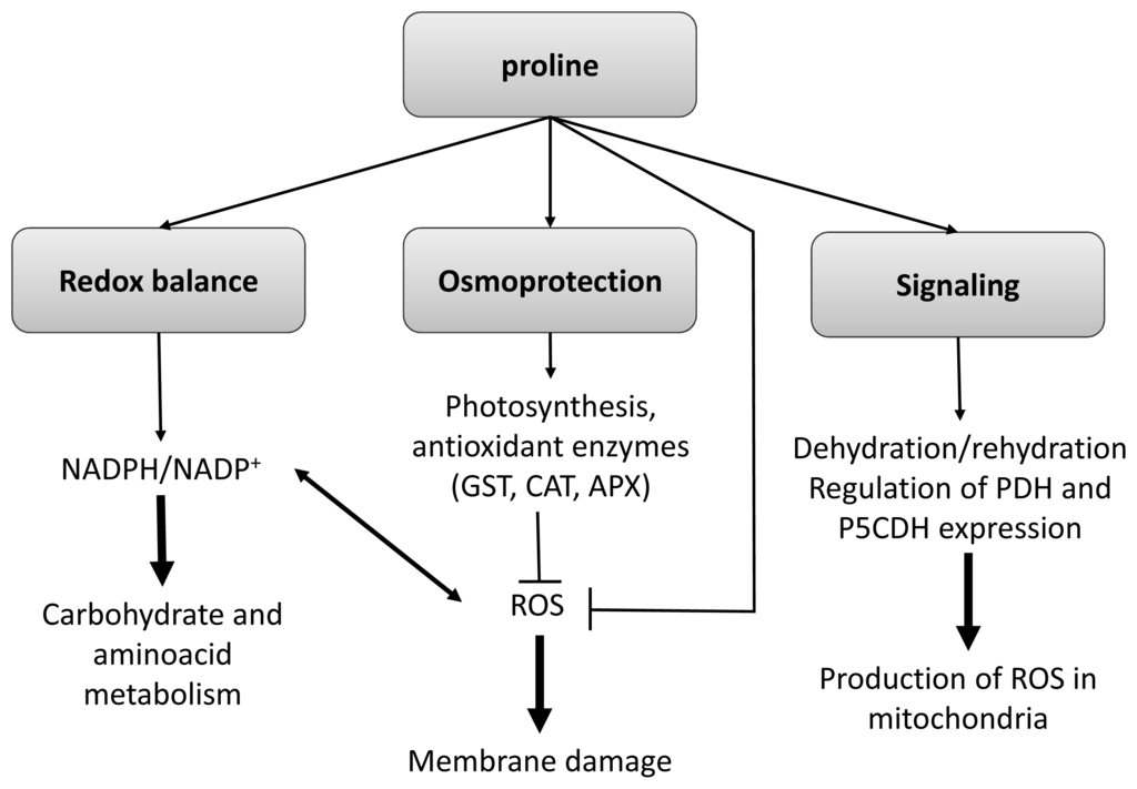 Plant Biotechnology and Genetics: Principles, Techniques