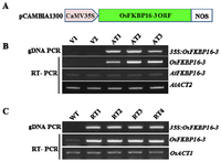 Ijms 14 05899f4 200