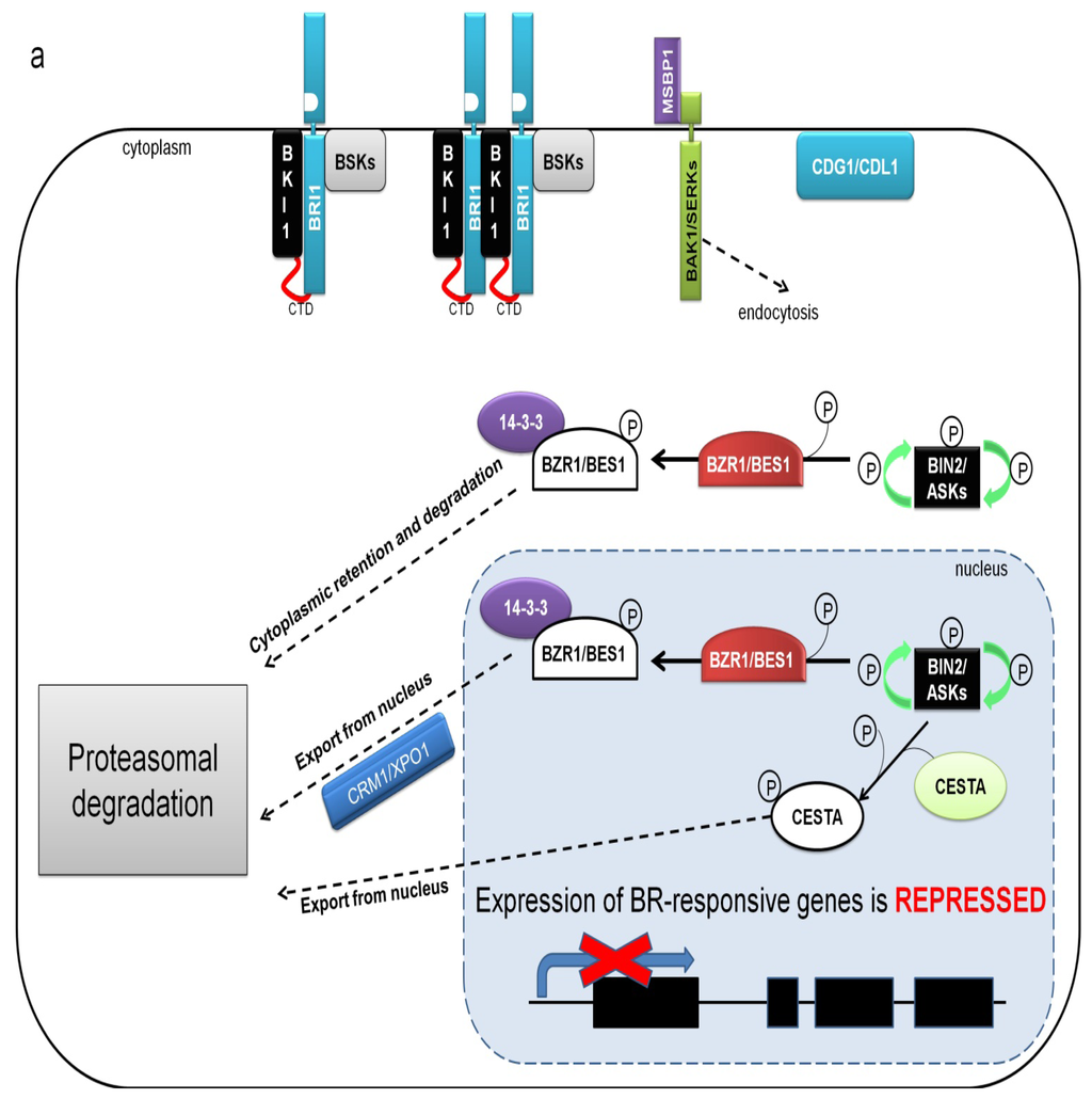 Life Cycle Of Arabidopsis Pdf