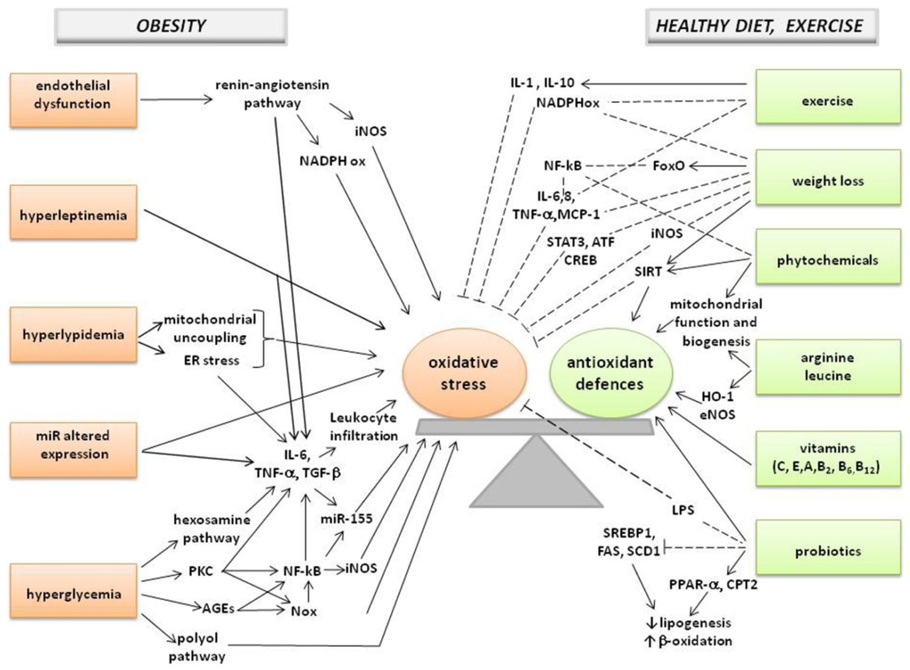 Oxidative Stress Diabetes Pdf