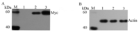 Ijms 14 10809f2 200