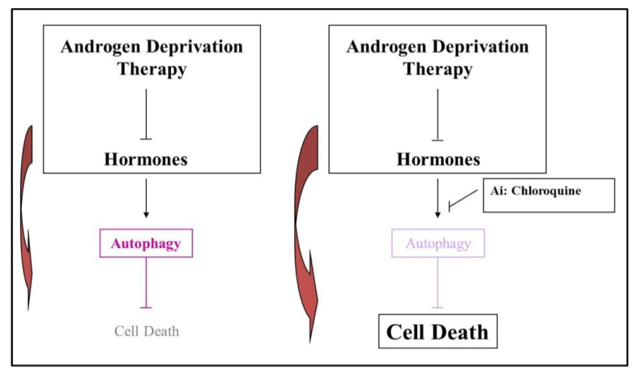 androgen deprivation therapy