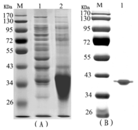 Ijms 14 12401f1 200
