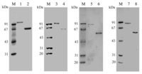 Ijms 14 12994f2 200