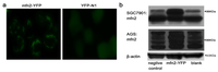 Ijms 14 13005f2 200