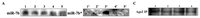 Ijms 14 13231f2a 200
