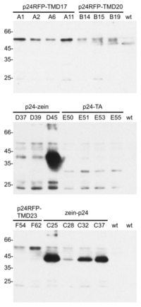 Ijms 14 13241f2 200