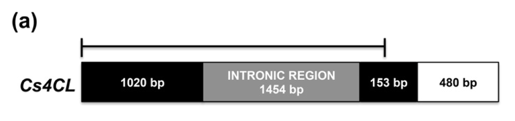 Ijms 14 13626f3a 1024