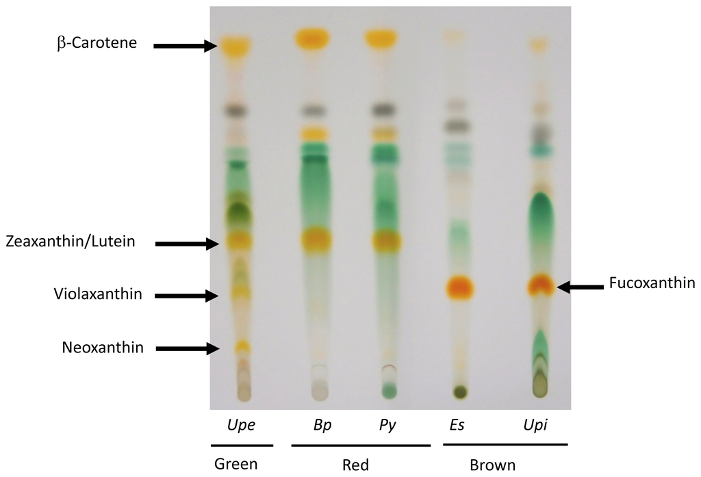 Chromatography of plant pigments