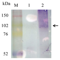 Ijms 14 14426f3 200