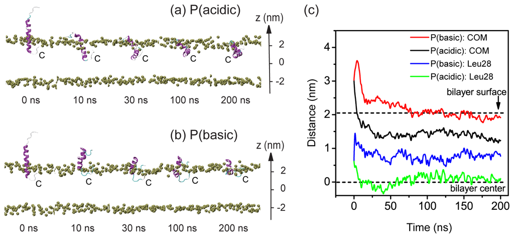 low ph induced insertion peptide Understanding the ph-triggered insertion of the t-domain will also reveal general physicochemical principles underlying membrane protein assembly and signaling on membrane interfaces the ph-low insertion peptide (phlip) is an important tool for drug delivery and visualization of acidic tissues produced by various maladies, including cancer . low ph induced insertion peptide Understanding the ph-triggered insertion of the t-domain will also reveal general physicochemical principles underlying membrane protein assembly and signaling on membrane interfaces the ph-low insertion peptide (phlip) is an important tool for drug delivery and visualization of acidic tissues produced by various maladies, including cancer .