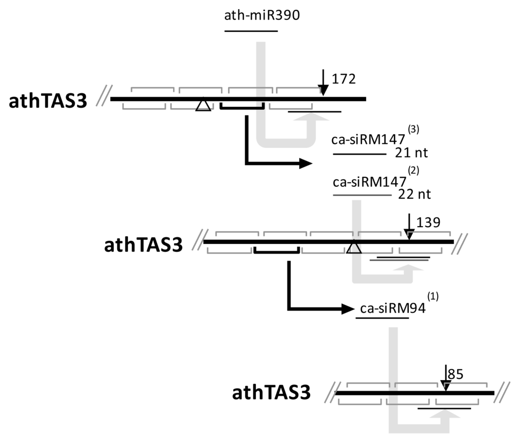 Ijms 14 14689f4 1024