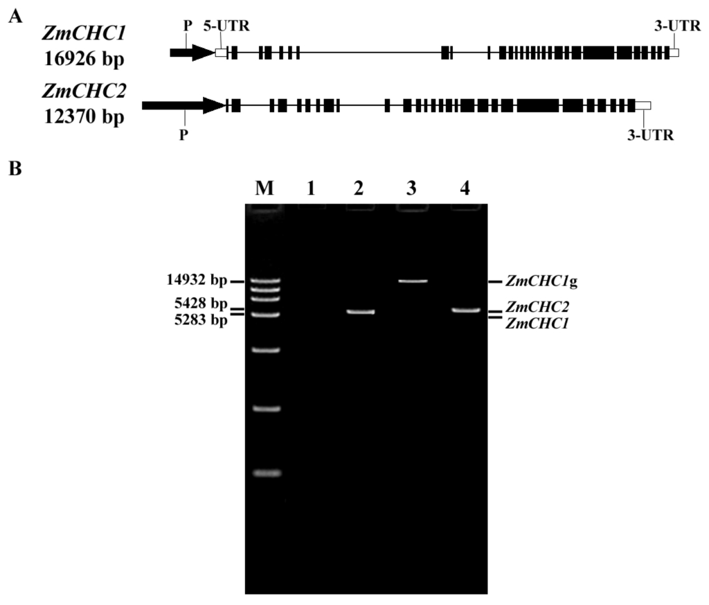 Ijms 14 15179f1 1024