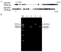 Ijms 14 15179f1 200