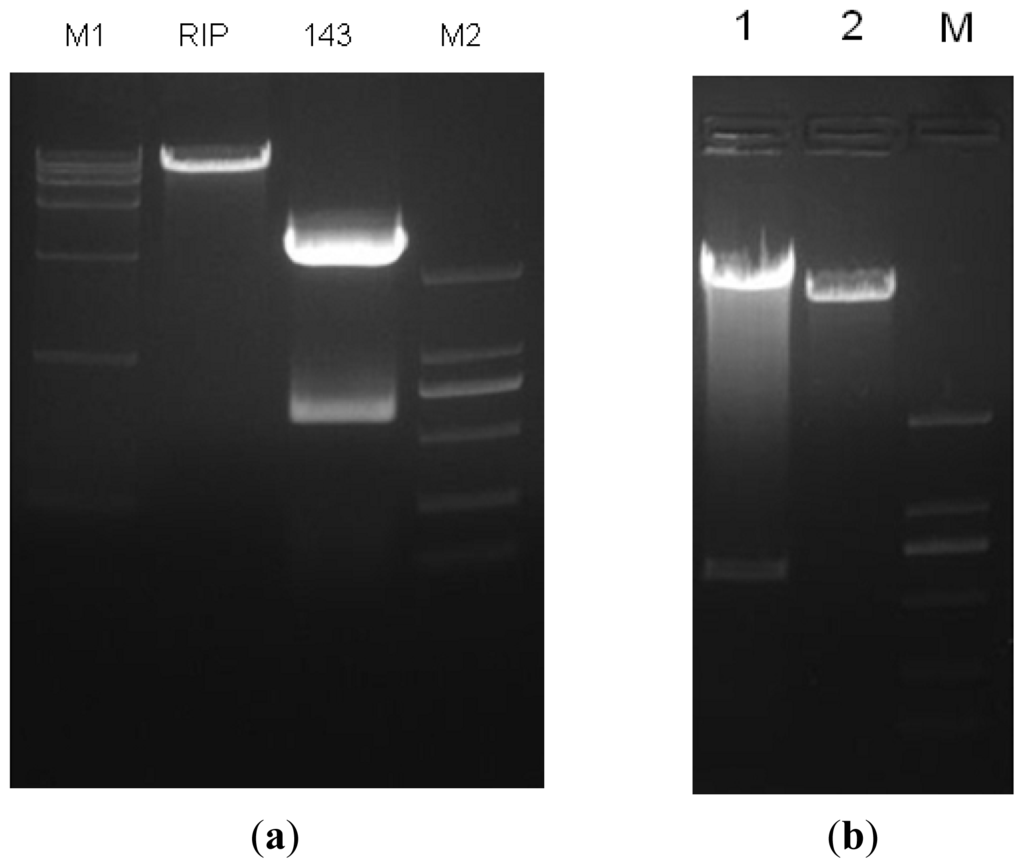Ijms 14 16958f1 1024