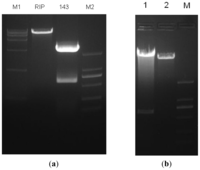Ijms 14 16958f1 200