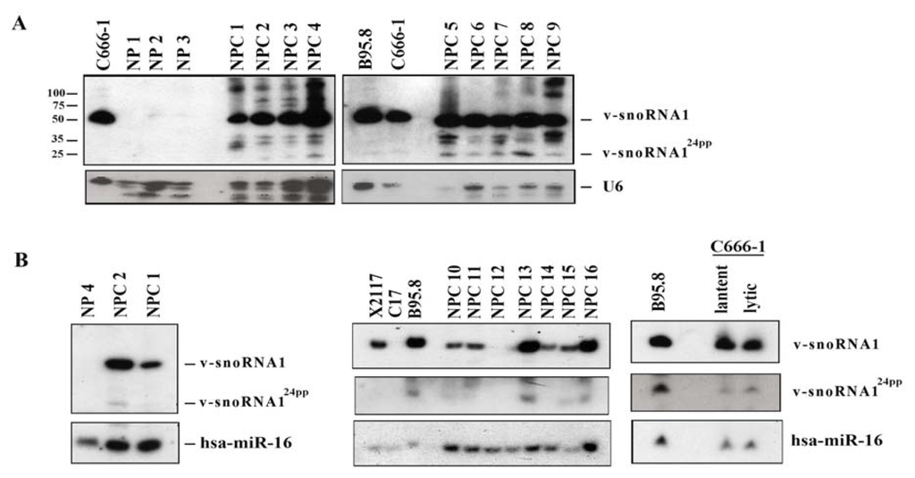 Ijms 14 17378f2 1024