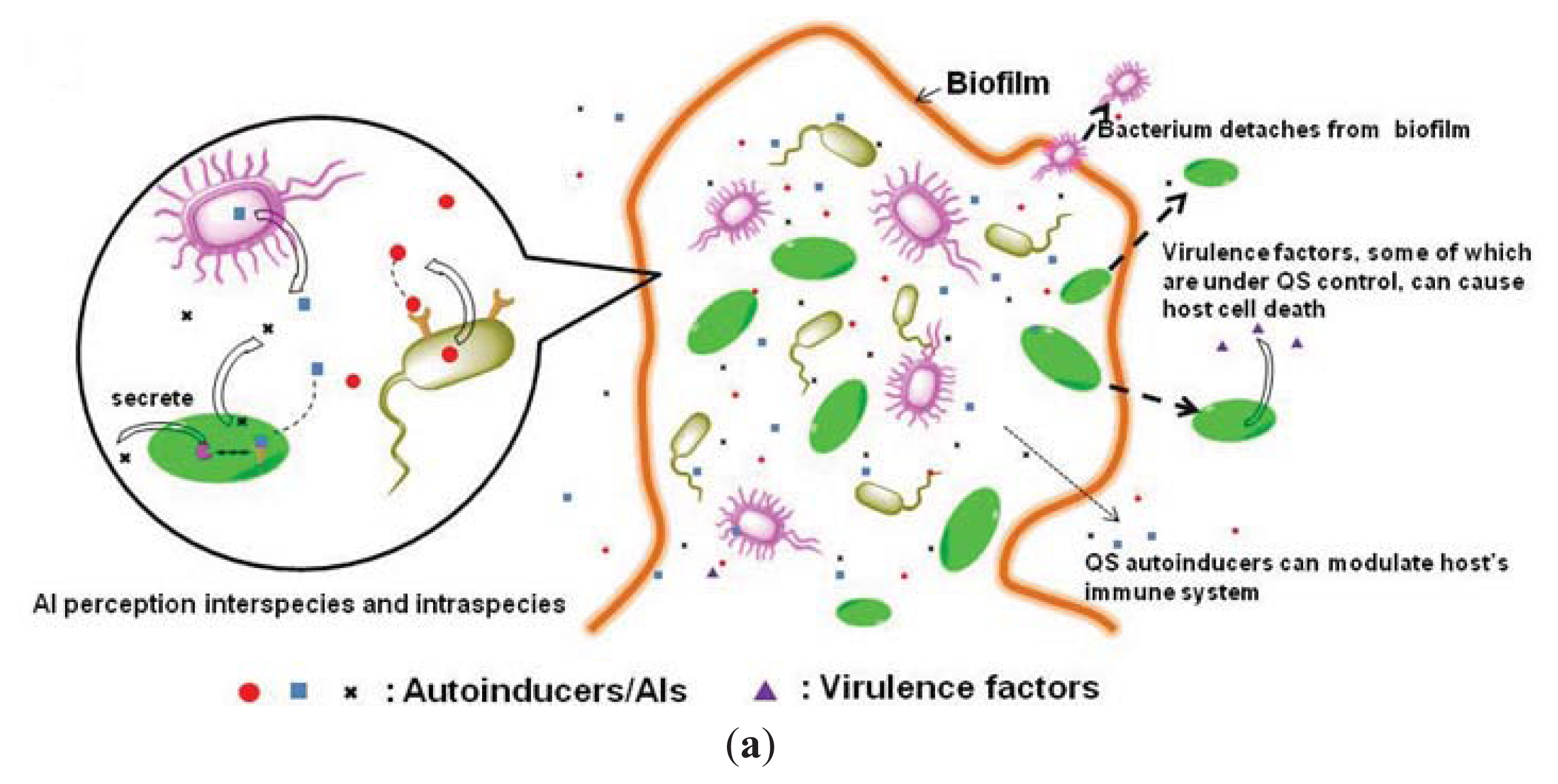 interspecies communication in biofilms Interspecies communication in streptococcus gordonii-veillonella atypica biofilms: signaling in flow conditions requires juxtaposition proc natl acad sci. interspecies communication in biofilms Interspecies communication in streptococcus gordonii-veillonella atypica biofilms: signaling in flow conditions requires juxtaposition proc natl acad sci.