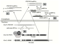 Ijms 14 18319f4 200