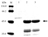 Ijms 14 18629f2 200